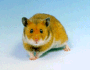 Golden hamster