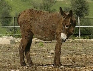 Ragusano donkey